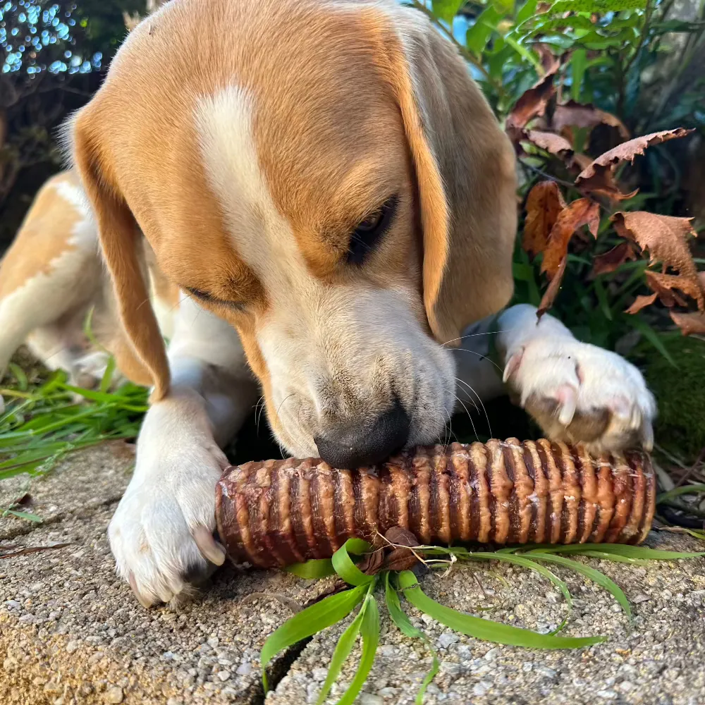 Beef Trachea - Moo Tubes