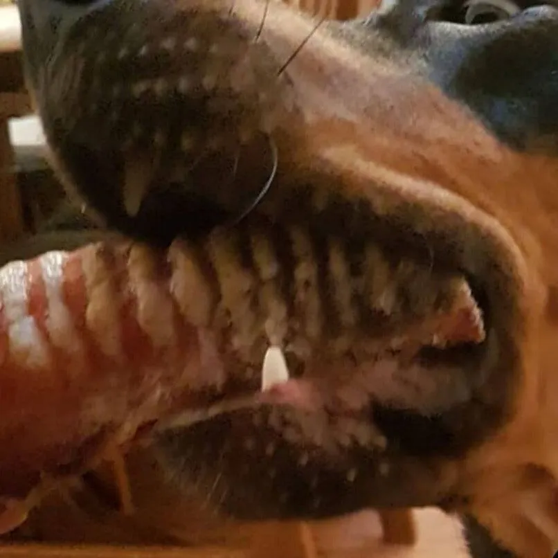 Beef Trachea - Moo Tubes