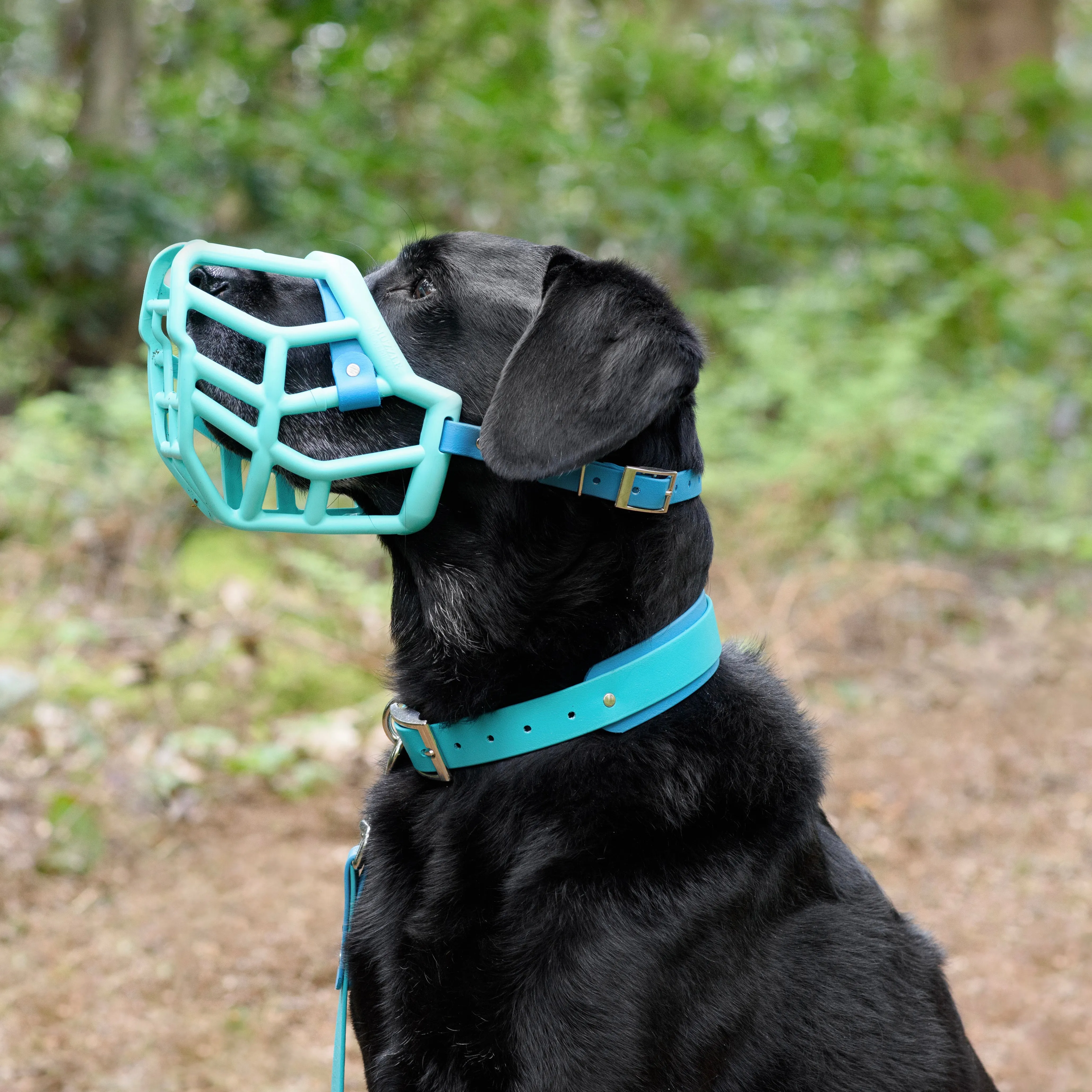 Dual Tone Collar - customisable