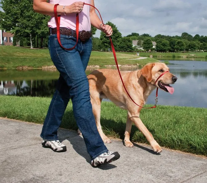 Gentle Leader Headcollar, large (over 60 lb)