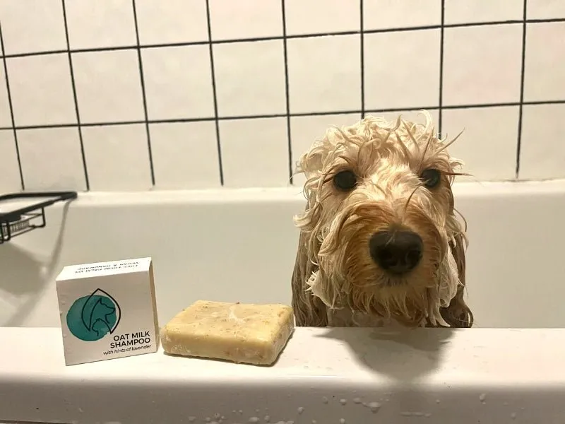 Plastic-free Oat Milk Shampoo