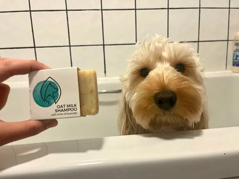 Plastic-free Oat Milk Shampoo