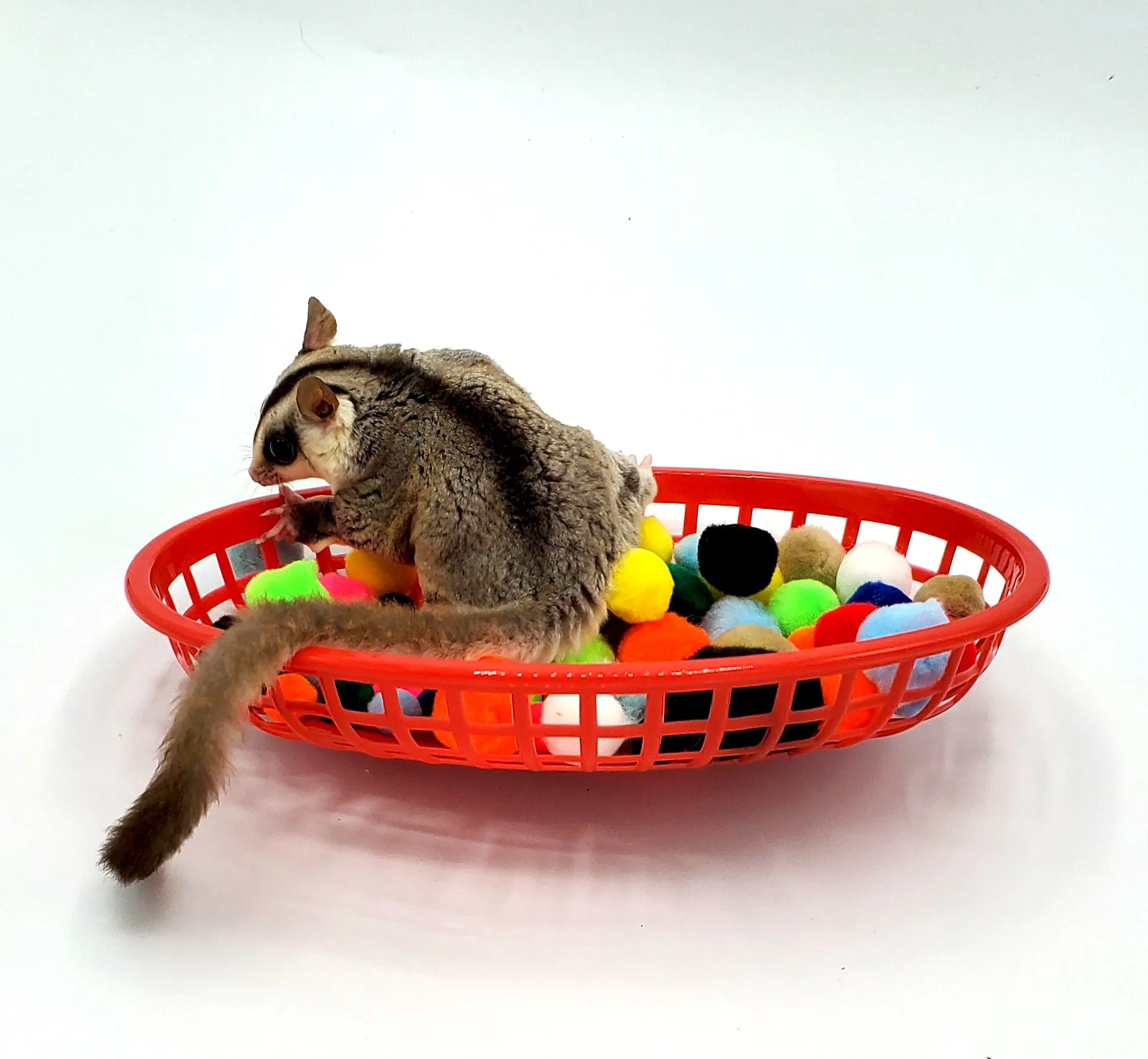 Sugar Glider Ball Pit